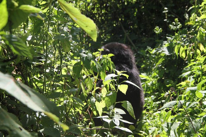 3 Days Gorilla trekking tour - Day three: returning to Entebbe