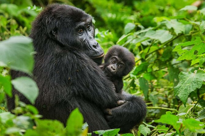 3 Days Gorilla trekking tour - Is $2,300 a fair price?