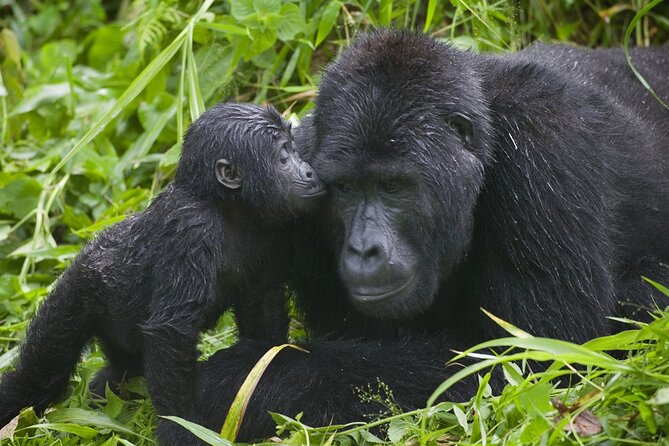 3 Days Gorilla trekking tour - The strongest part: private guiding and personal attention