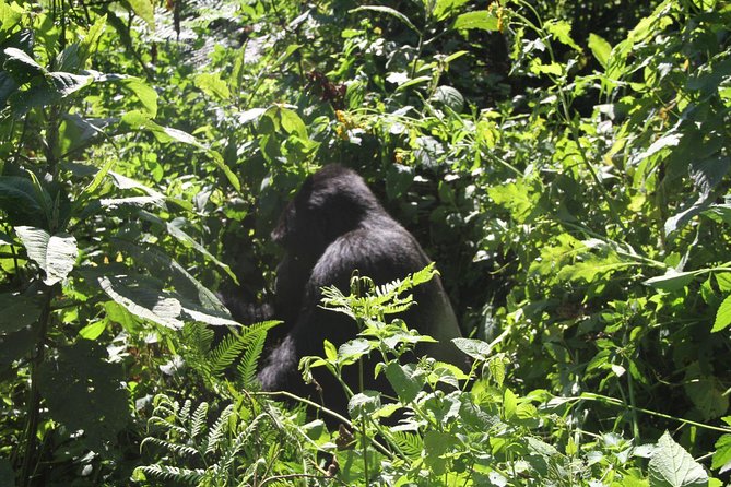 3 Days Gorilla trekking tour - The biggest risks to manage before payment