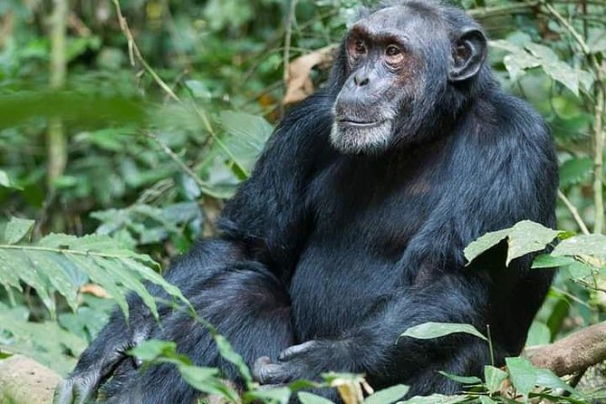 3 Days Lake Bunyonyi and Gorilla Trekking Tour in Uganda - Guide support and group size