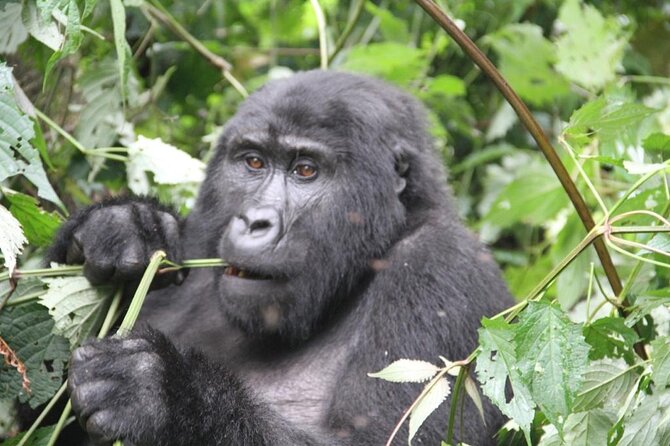 3 Days Private Bwindi Gorillas and Volcanoes Golden Monkey Trek - Bwindi gorilla tracking: the day that requires stamina
