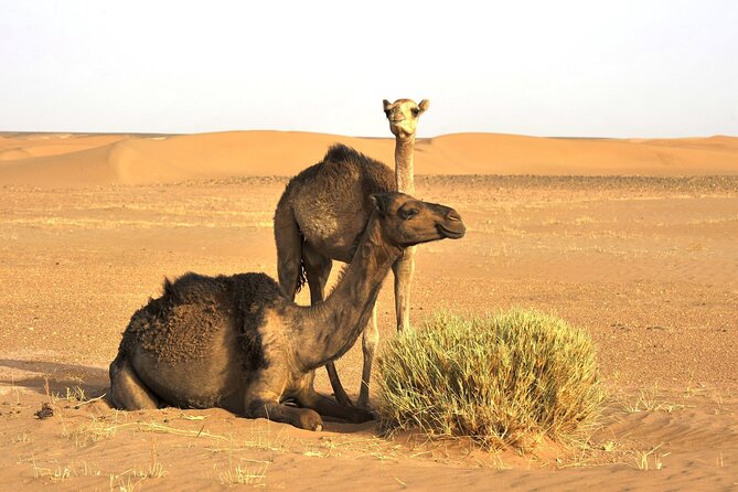 3-Days Private Sahara Desert Trek - What the $222.04 price covers