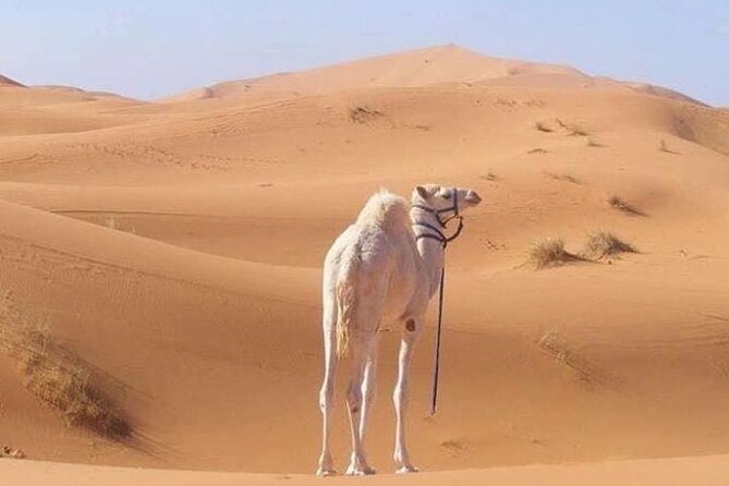 3-Days Private Sahara Desert Trek - Who will enjoy this private Sahara trek
