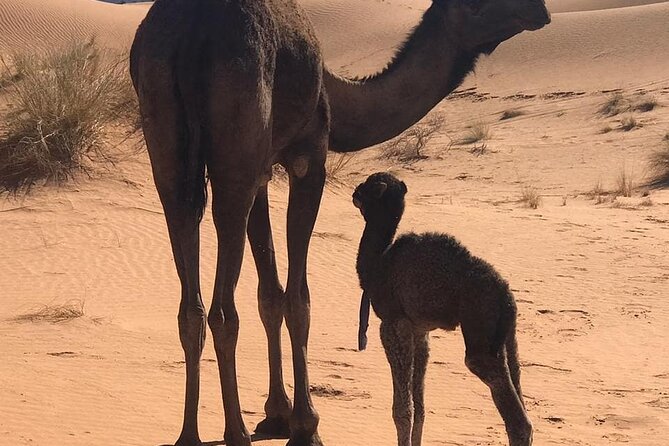 3-Days Private Sahara Desert Trek - Should you book the three-day trek?