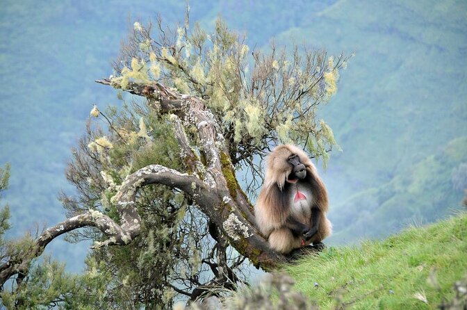 3 Days Simien Mountains Trekking - Why these mountains deserve three days