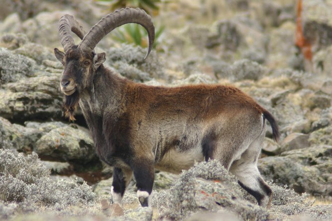 3 Days Simien Mountains Trekking - Wildlife is a major reason to choose this route