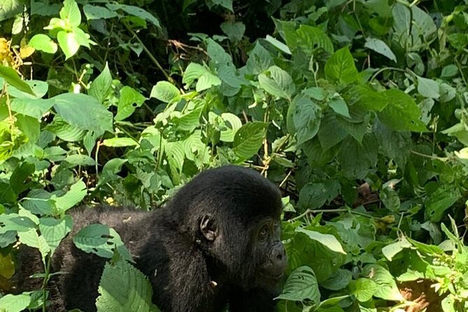 3 Days Uganda Gorilla trek Safari Tour - The forest setting: birds, trees, and steep ground