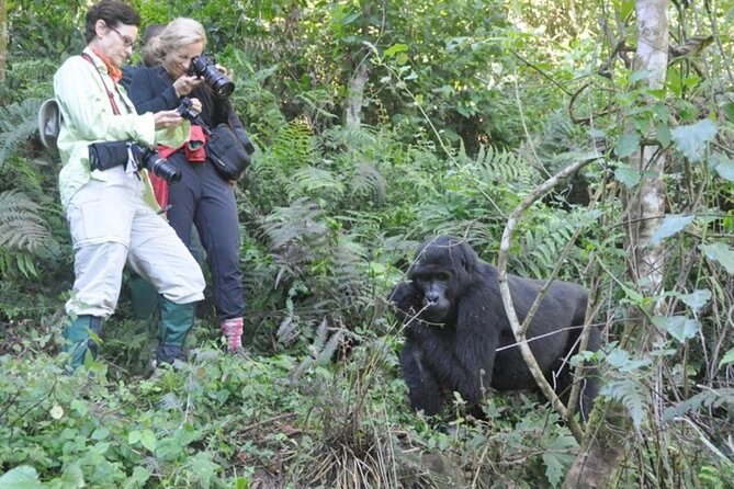3 Days Uganda Gorilla Trekking Safari - Is the $1,810.38 price good value?