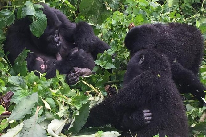 3 Days Uganda Gorilla Trekking Safari - Small details that can make a big difference