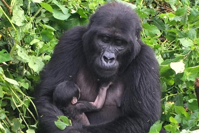 3 Days Uganda Gorilla Trekking Safari - The Bwindi trek is the heart of the trip