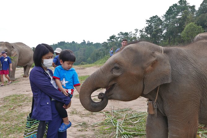 3-in-1: Doi Inthanon Tour, Elephant Sanctuary, and Trekking Trail - Why this day trip works for a short Chiang Mai stay