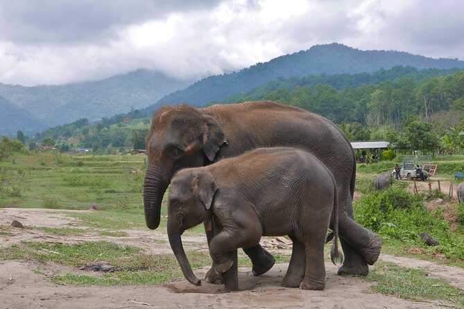 3-in-1: Doi Inthanon Tour, Elephant Sanctuary, and Trekking Trail - Coffee and community at Ban Mae Klang Luang