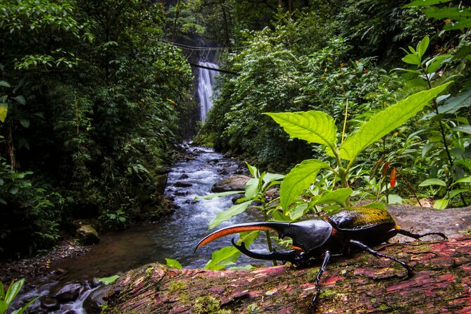 3-in-1 Monteverde Cloud Forest Waterfalls, Wild Trekking and Horseback Riding - Four waterfalls and a possible swim