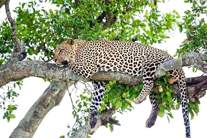 4 Day Golden Monkeys Bwindi Gorillas Wildlife and Chimps Trek - Four key things to know before booking