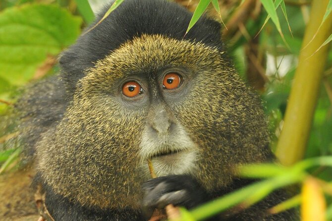 4 Day Golden Monkeys Bwindi Gorillas Wildlife and Chimps Trek - Crossing from Rwanda into Bwindi