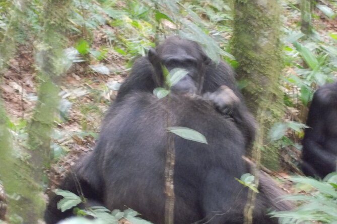 4 Day Golden Monkeys Bwindi Gorillas Wildlife and Chimps Trek - Gorilla trekking in Bwindi