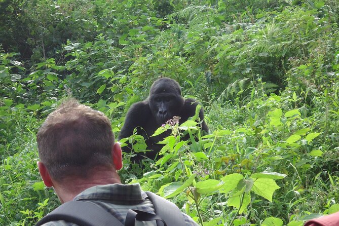 4-Day Gorilla & Chimpanzee Trekking Luxury Fly-in Tour in Uganda - Two forests, four days, and very little wasted time