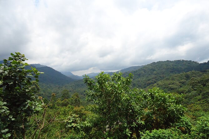 4-Day Gorilla & Chimpanzee Trekking Luxury Fly-in Tour in Uganda - Day 1: Fly to Kasese and enter Kibale Forest