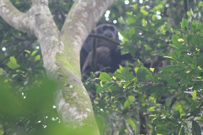 4 Day Gorilla Trekking & Golden Monkeys - Two Ugandan parks, two very different forest encounters
