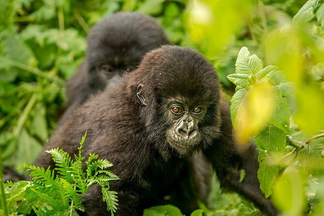 4 Day Gorilla Trekking & Golden Monkeys - Day 3: Golden monkeys in Mgahinga National Park