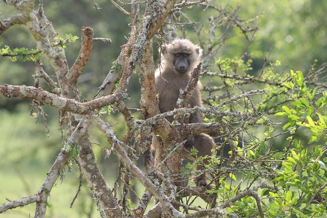 4 Day Gorilla Trekking & Golden Monkeys - What the $2,500 price really covers