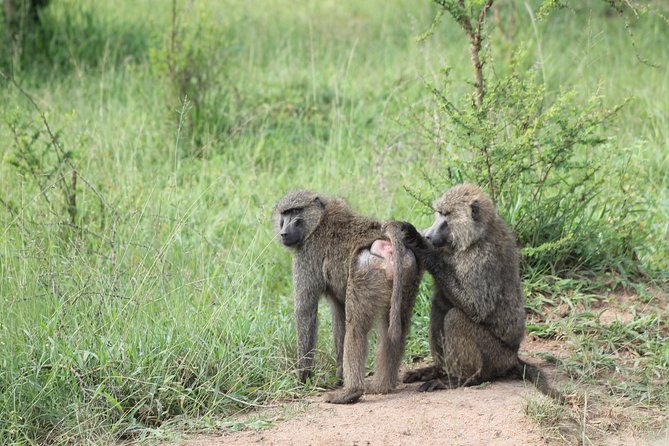 4 Day Gorilla Trekking & Golden Monkeys - What to pack and plan for