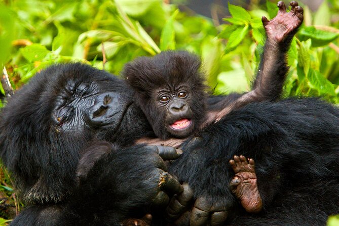 4 Day Gorilla Trekking & Golden Monkeys - Day 2: Gorilla trekking from the Bwindi Rushaga sector