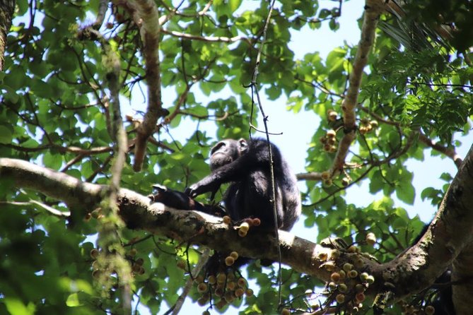 4-Day Gorillas, Wildlife and Chimpanzee Trek at Kalinzu Forest - Guides and the small-group advantage