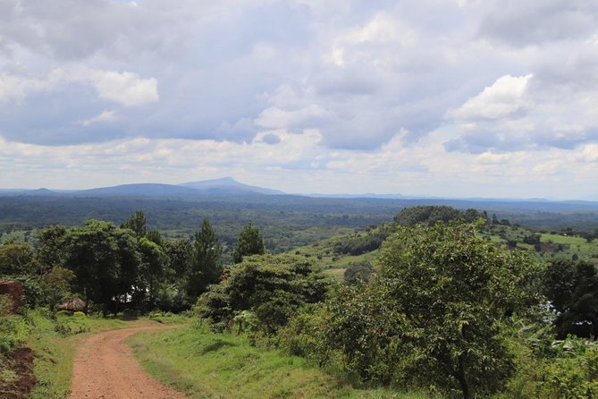 4-Day Gorillas, Wildlife and Chimpanzee Trek at Kalinzu Forest - Is $2,244 good value?