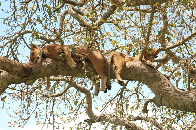 4 Day Gorillas, Wildlife and Chimpanzee Trek at Kibale - A four-day route built around Uganda’s great apes