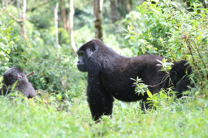 4 Day Gorillas, Wildlife and Chimpanzee Trek at Kibale - Day 3: Wildlife on the Kasenyi Plains