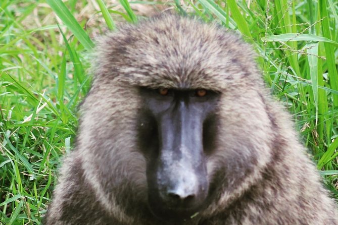 4 Day Gorillas, Wildlife and Chimpanzee Trek at Kibale - Day 1: Kampala to Kibale through western Uganda