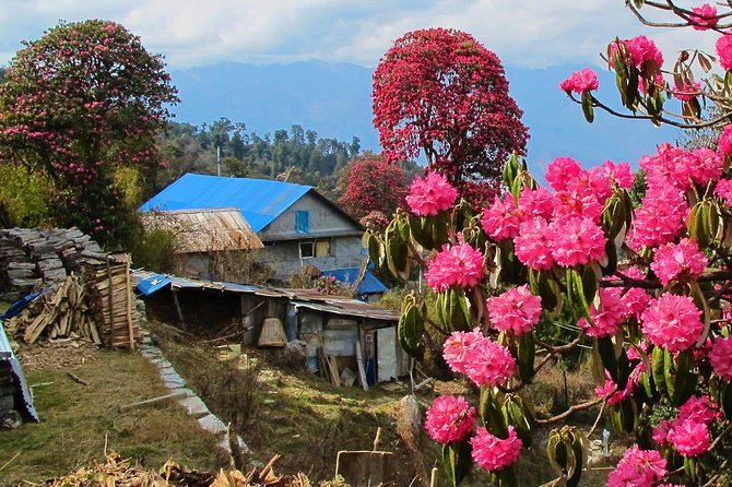 4-Day Private Poon Hill Trekking Tour - Day 4: Mountain views, then back to Pokhara