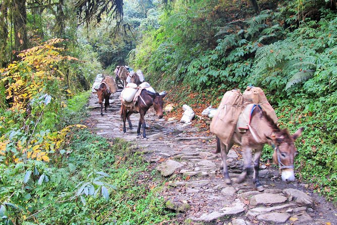 4-Day Private Poon Hill Trekking Tour - Who will get the most from this trek