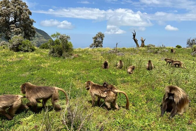 4 Day Trekking Simien Mountains - Key points to know before booking