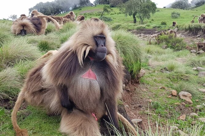 4 Day Trekking Simien Mountains - Who should book this Simien trek