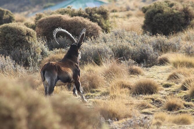 4 Day Trekking Simien Mountains - The Gondar to Sankaber approach on day one