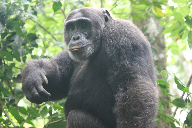 4-Day Uganda Gorilla Trekking and Wildlife Safari - Day two: Kasenyi Tracks and the long road to Bwindi
