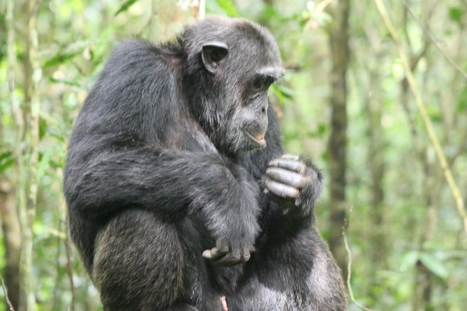 4-Day Uganda Gorilla Trekking and Wildlife Safari - Day three: Bwindi gorilla trekking