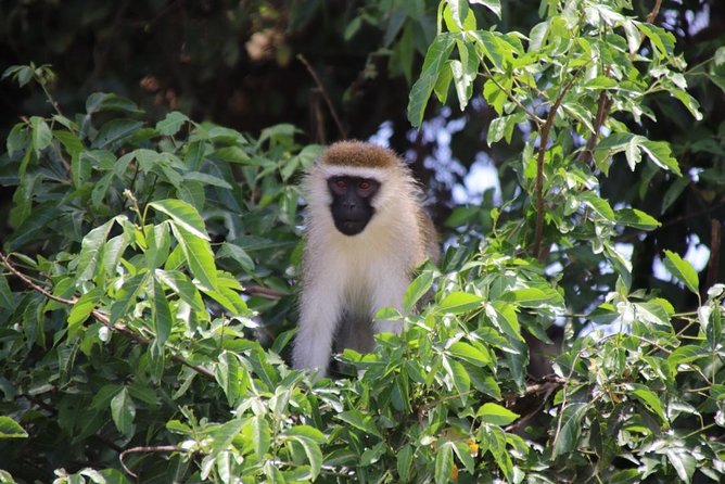 4 Day Uganda Gorilla Trekking Safari with Lake Bunyonyi - Lake Bunyonyi adds a gentler finish