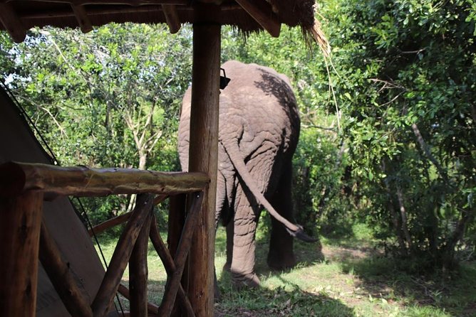 4 Day Uganda Gorilla Trekking Safari with Lake Bunyonyi - Day four: a long return to Entebbe or Kampala
