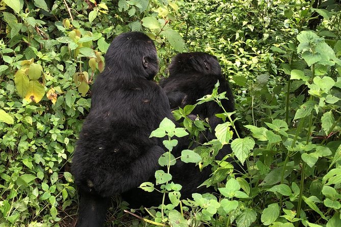 4 Day Uganda Gorilla Trekking Safari with Lake Bunyonyi - What the $2,089.24 price really covers