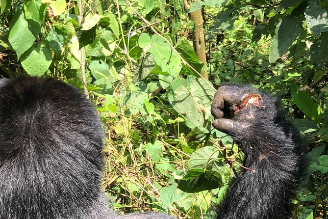 4 Day Uganda Gorilla Trekking Safari with Lake Bunyonyi - Day one: nine hours through western Uganda