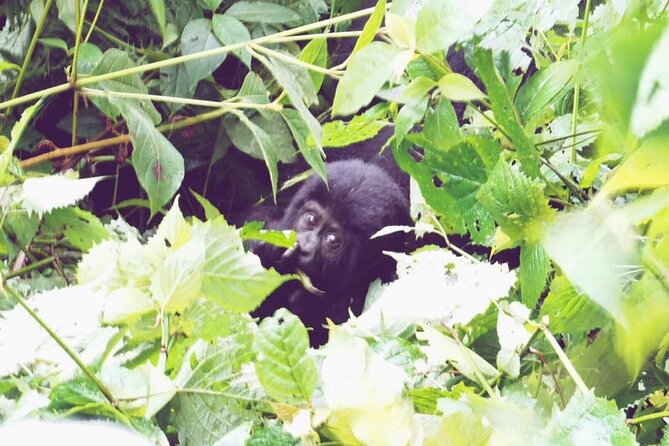 4 Days Gorilla and Chimps trek safari - Why this four-day route works