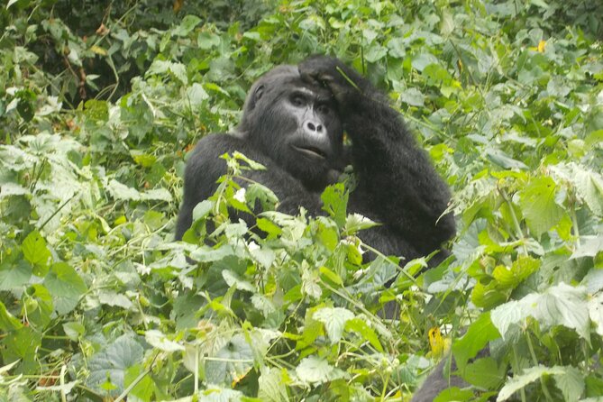 4 Days Gorilla and Chimps trek safari - Day 4: Chimpanzees and a half-day in Kibale