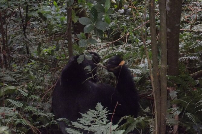 4 Days Gorilla and Chimps trek safari - Physical demands and what to pack