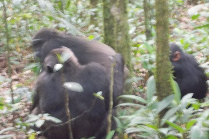 4 Days Gorilla and Chimps trek safari - Day 2: Gorilla tracking in Bwindi and the road to Lake Bunyonyi