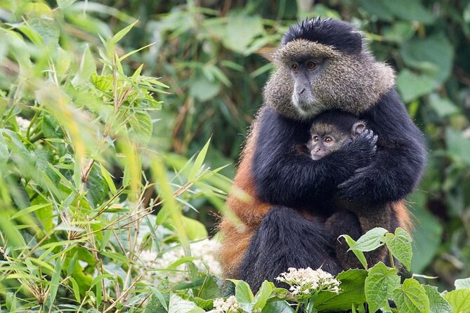 4 Days Gorilla Trekking, Lake Bunyonyi and Rwanda National Parks - Day 2: An easier golden monkey trek in Volcanoes National Park