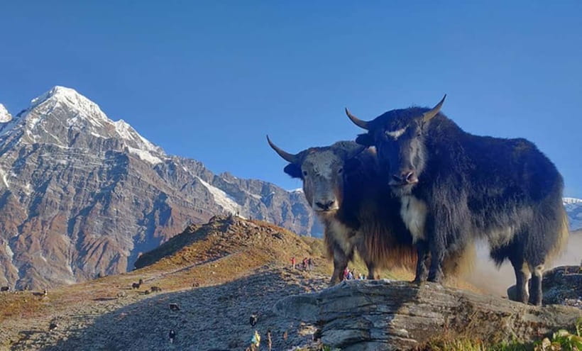 4 Days Pikey Peak Trek : The Best View of Mt Everest - Day 4: Walk to Dhap and return to Kathmandu
